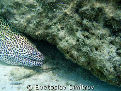 Leopard moray eel, trying to threaten me by Svetoslav Dimitrov 